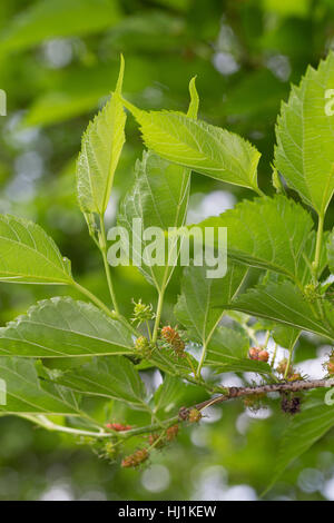 Schwarzer Maulbeerbaum, unreife Früchte, Schwarze Maulbeere, Maulbeeren, Morus nigra, nero gelso, Gelso comune Foto Stock