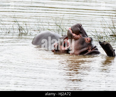 Colore esterno immagine animale di due sbadigli hippotamus/ippopotami,la loro bocca aperta in un lago prese nel Parco Nazionale di Pilanesberg,Sud Africa Foto Stock