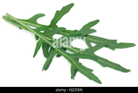 Rucola fresca o foglie di rucola su sfondo bianco Foto Stock