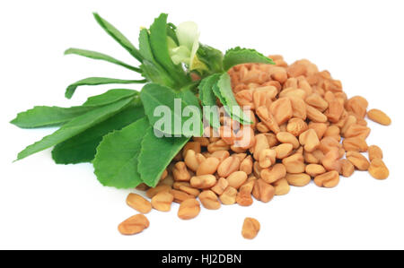 Fenugreek lascia con semi su sfondo bianco Foto Stock