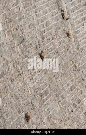 Stambecchi sulla diga (Capra ibex), a piedi e di leccare il sale Foto Stock