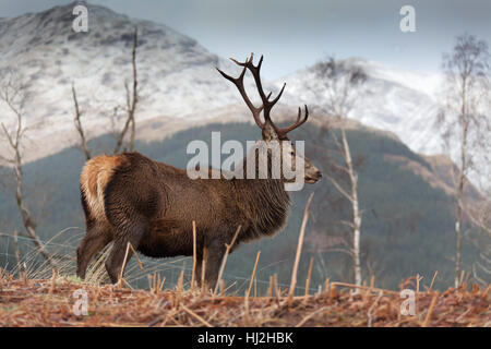 Glen Etive, Scozia. Vista pittoresca di un selvaggio stag in Glen Etive. Foto Stock