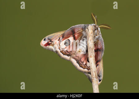 L'imperatore Tarma (Saturnia pavonia) - maschio di questa drammatica giornata-flying moth, mostrando eye spot su underwing Foto Stock