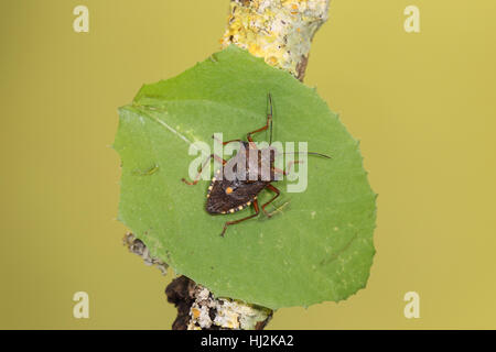 Foresta o rosso-zampe (Shieldbug Pentatoma rufipes), un insetto comune seduto su una foglia contro uno sfondo verde Foto Stock