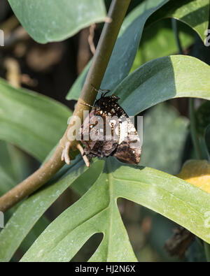 Jazzy Leafwing appoggio a farfalla Foto Stock