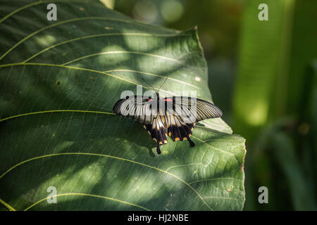 Grande Giallo farfalla Mormone Foto Stock