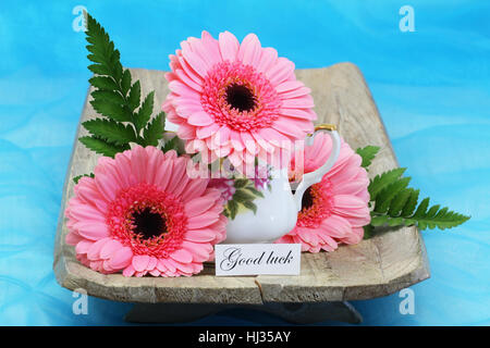 Buona fortuna card con pink gerbera margherite su vivid sfondo blu Foto Stock