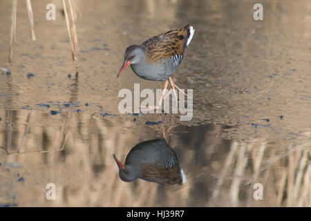 Porciglione (Rallus aquaticus) su Congelato stagno con la riflessione Foto Stock