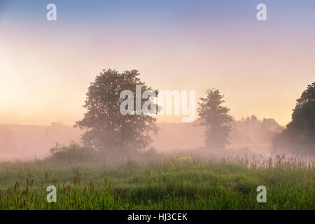 Estate misty dawn sul bog. Palude di nebbia al mattino. Foschia mattutina Foto Stock