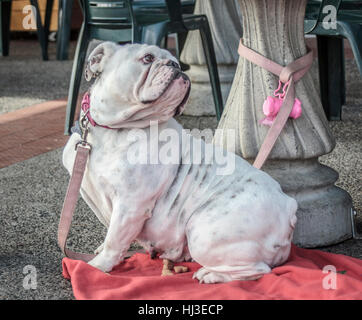 Una stropicciata, bulldog bianco con un collare di rosa, il guinzaglio e la sottopezza sguardi amorevolmente al suo proprietario da sotto un outdoor cafe tabella. Foto Stock