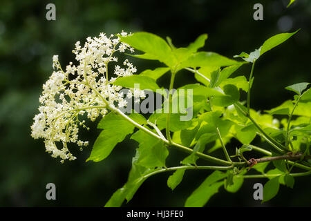 Chiamato fiore in fiore su sfondo nero, nota leggera profondità di campo Foto Stock