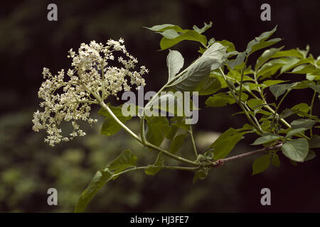 Chiamato fiore in fiore su sfondo nero, nota leggera profondità di campo Foto Stock