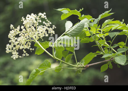 Chiamato fiore in fiore su sfondo nero, nota leggera profondità di campo Foto Stock