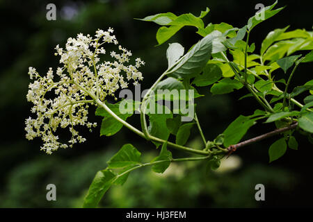 Chiamato fiore in fiore su sfondo nero, nota leggera profondità di campo Foto Stock