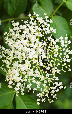 Chiamato fiore in fiore sullo sfondo verde, nota leggera profondità di campo Foto Stock