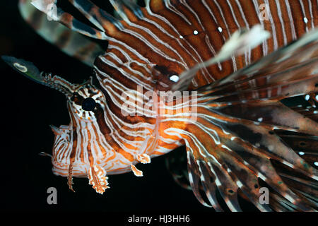 Close-up verticale dell'adulto leone comune (Pterois vilotans) guardando dritto verso la fotocamera Foto Stock