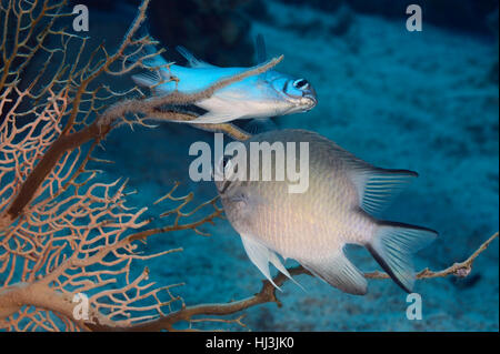 Foto subacquee di due white-pancia damigelle (Amblyglyphidodon leucogaster) deposizione delle uova sui rami di gorgonia fan corallo. Foto Stock