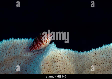 Foto subacquee di striping Hawkfish Threadfin (Cirrhitichthys aprinus) seduto sulla spugna grigio Foto Stock