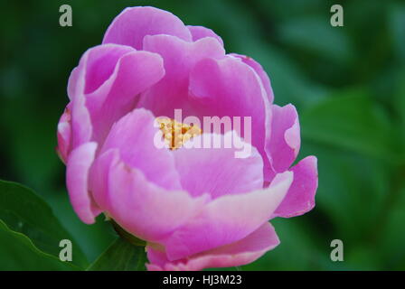 Rosa Gardenia close-up Foto Stock