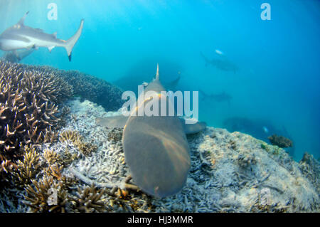 Blacktip gli squali, Carcharhinus melanopterus, in Coral reef, Acropora sp. L'Isola Heron Grande Barriera Corallina in Australia Foto Stock