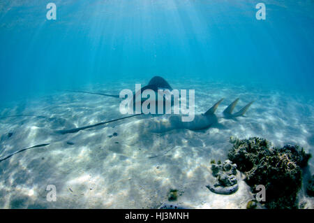 Cowtail stingray, Pastinachus sephen e pala gigante dal naso-ray, Glaucostegus typus, in acque poco profonde off Shark Bay, l'Isola Heron, della Grande Barriera Corallina Foto Stock