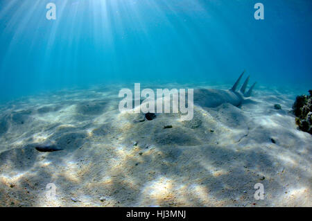 Pala gigante dal naso-ray, Glaucostegus typus, in acque poco profonde off Shark Bay, l'Isola Heron, della Grande Barriera Corallina, Queensland, Australia Foto Stock