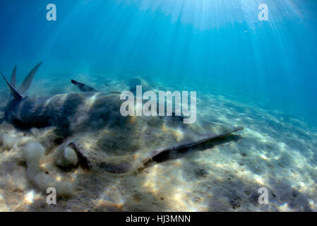 Pala gigante dal naso-ray, Glaucostegus typus, in acque poco profonde off Shark Bay, l'Isola Heron, della Grande Barriera Corallina, Queensland, Australia Foto Stock