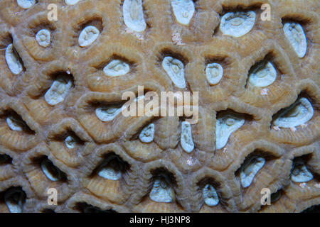 Colonial stony coral (Favia speciosa) subacquea nella barriera corallina del Mar Rosso Foto Stock