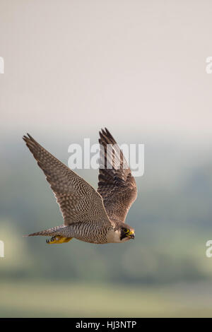 Falco pellegrino / Duck Hawk ( Falco peregrinus ) in volo, nel suo territorio, alta sopra il paesaggio, la fauna, l'Europa. Foto Stock