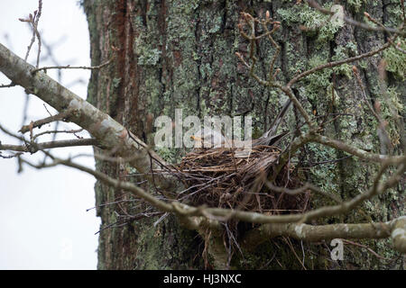 Allodole Cesene Beccacce ( Turdus pilaris ) seduta sulle uova nel suo nido in una forcella di ramo di un albero, tipico Eurasian songbird, Wildlife Europe. Foto Stock