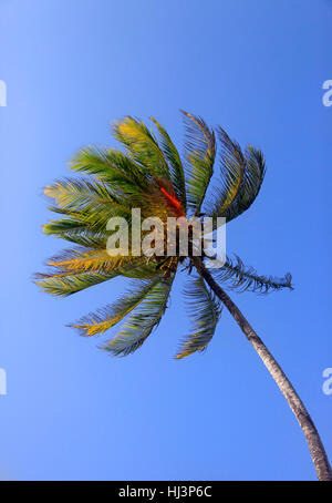 Albero di un coco la vista dal basso Foto Stock