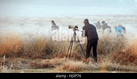 Fotografi di stand in frost-erba coperto di fotografare un cervo in Richmond Park, a sud ovest di Londra, come alcune aree rurali sono attesi per vedere i minimi di meno 7C (19.4F) come il clima invernale continua, secondo forecasters. Foto Stock