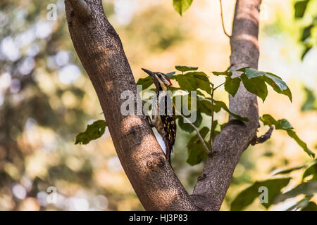 Nero-rumped flameback wooepeckers appollaiato Foto Stock