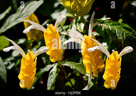 Golden impianti adibiti alla pesca di gamberetti nome latino Pachystachys lutea Diana Foto Stock