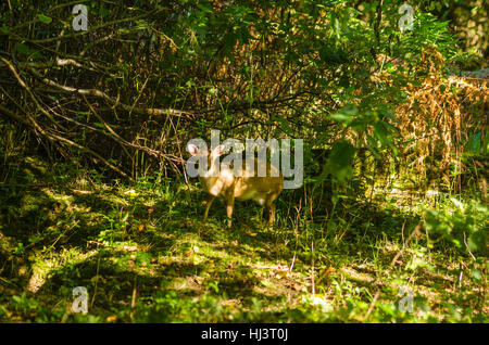 Muntjac Deer (Muntiacus reevesi) su una riserva naturale nel Herefordshire UK cuntryside Foto Stock