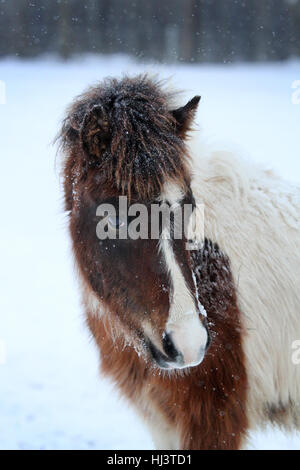 Un giovane cavallo islandese colt Foto Stock