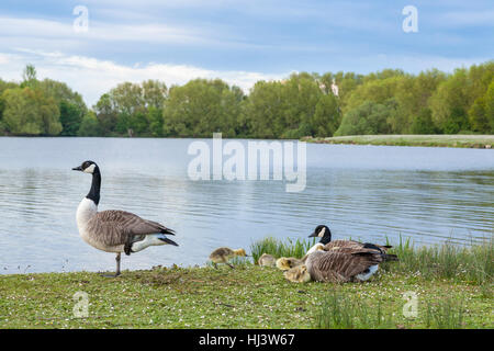 Oche del Canada (Branta canadensis) con goslings a lato di un lago, Colwick Park, Nottingham, Inghilterra, Regno Unito Foto Stock