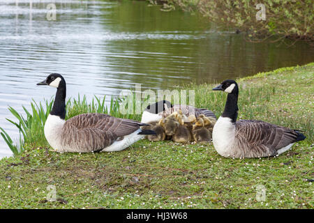 Oche del Canada (Branta canadensis) con goslings a lato di un lago, Nottingham, Inghilterra, Regno Unito Foto Stock