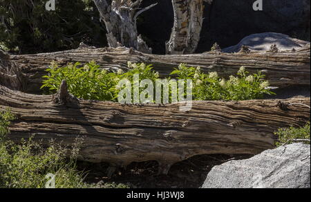 Anziano alpino o rosso di montagna il sambuco, Sambucus racemosa var. racemosa, in fiore; Sierra Nevada. Foto Stock