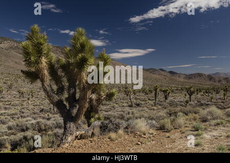 Alberi di Joshua, Yucca brevifolia nella parte superiore della valle di Eureka, il Parco Nazionale della Valle della Morte, California. Foto Stock