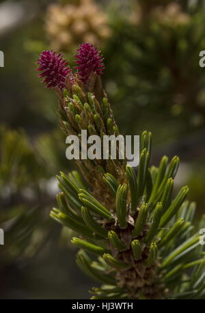 Bristlecone pine, Pinus longaeva - giovani cono femmina e gli aghi. White Mountains, California. Foto Stock