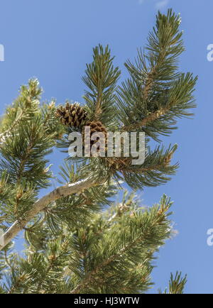 Agile, pino Pinus flexilis, coni e aghi. White Mountains, California. Foto Stock