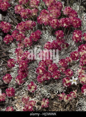 Bella densi ciuffi di alta altitudine cuscino di grano saraceno, ovalifolium Eriogonum var. nivale, Yosemite, Sierra Nevada. Foto Stock