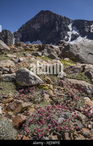 Bella densi ciuffi di alta altitudine cuscino di grano saraceno, ovalifolium Eriogonum var. nivale e giallo rosense Eriogonum, Yosemite, Sierra Nevada. Foto Stock