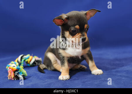 Nero e marrone chiaro con cucciolo Chihuahua bianco a pelo corto Foto Stock