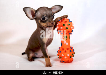 Terrore giocattolo russo marrone e marrone (Russkiy Toy) Foto Stock