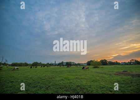 Tramonto su un idilliaco paesaggio di terreni agricoli Foto Stock