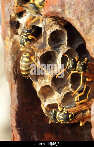 Occupato vespe & nido di vespe in metallo arrugginito tubo Foto Stock