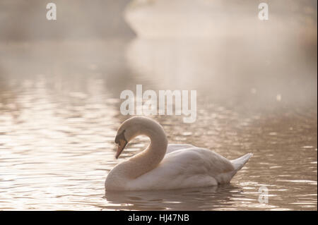 Un cigno su di un lago di nebbia di mattina presto a Londra Foto Stock