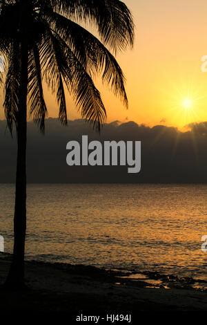 Tramonto con Palm tree nei Caraibi Foto Stock